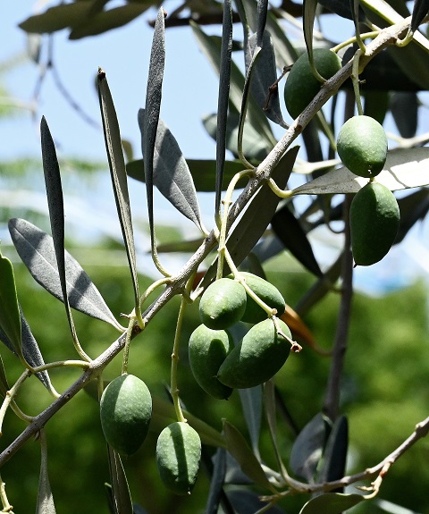2 Olive 22.jpg